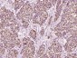 Monoamine Oxidase B Polyclonal Antibody
